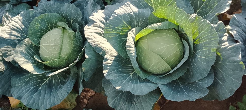 Varza de vânzare Mutima pentru murat 2-4 kg