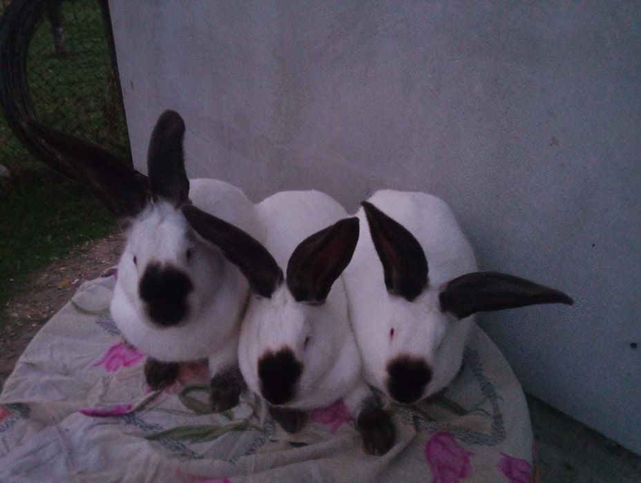 Femele si masculi Uriaș de Transilvania