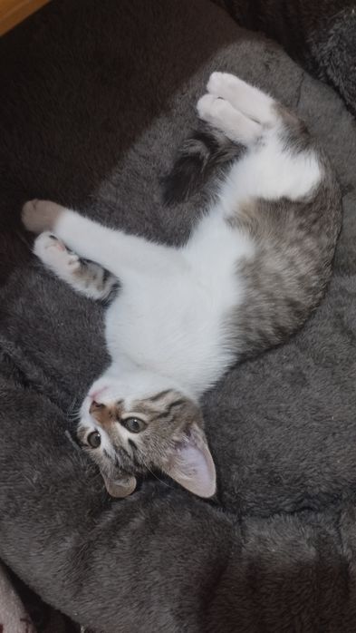 Отдам даром кошечку в добрые руки