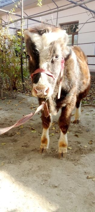 Ona bola sigir sogʻlom