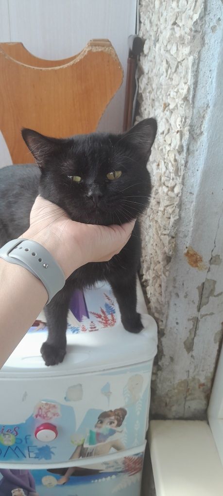 Срочно раздам котят