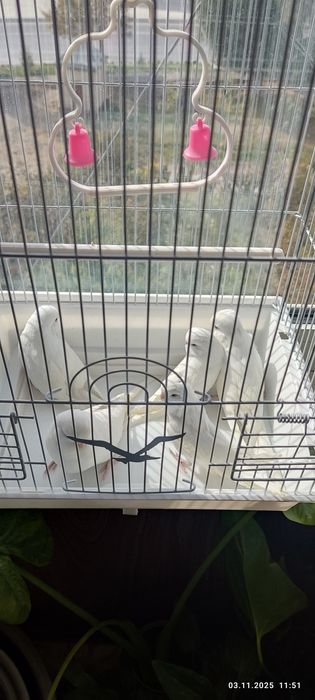 Сотилади папугай