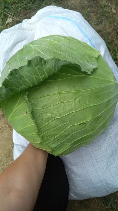 Varza gumna ideala pentru murat,foaie subtire