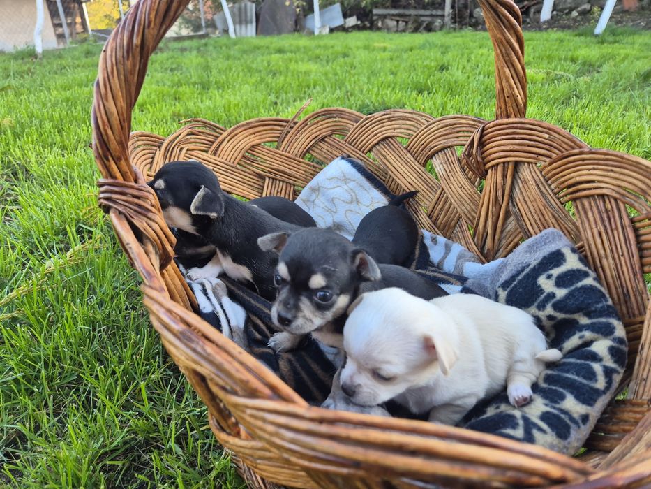 Мини чихуахуа пет момченца