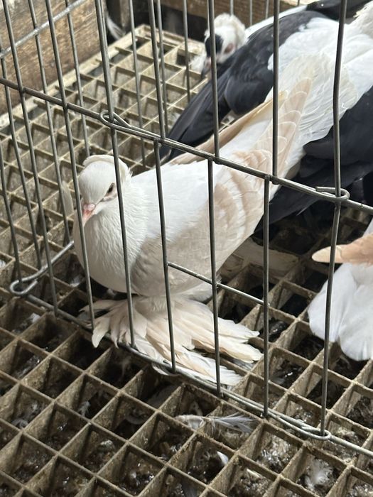 Randunica de saxonia