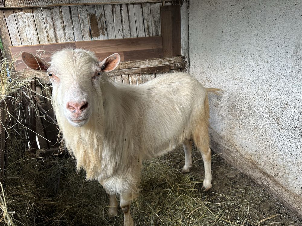 Vând un țap și o iediță