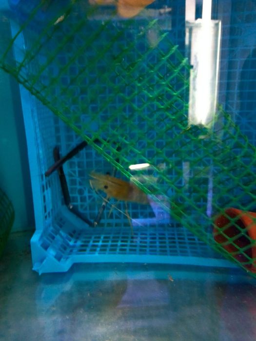 Пресноводная криветка Розенберга