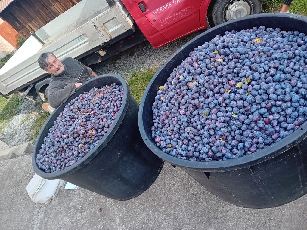 Vând prune de țuică și pălincă