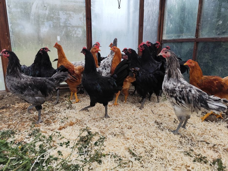 Cocosi australorp albastri splash si new hapshire