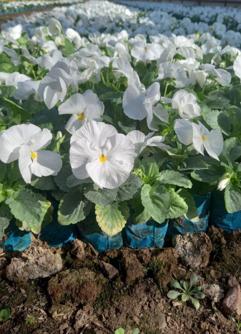 Kuz mavsumi uchun Viola gullari sotuvga tayyor  продаж гатова  виола