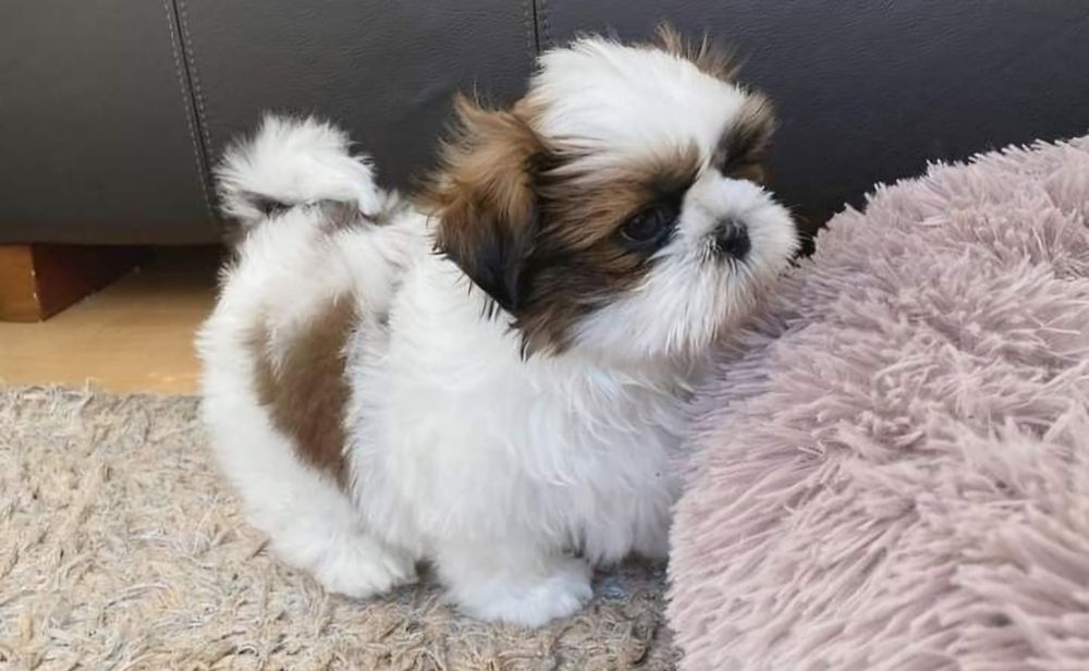 Shih-tzu  fetiță 800 lei