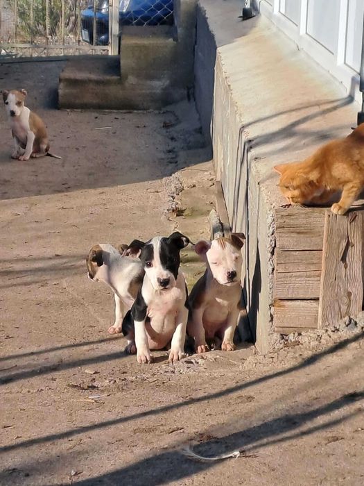 Кученца (питбулчета)