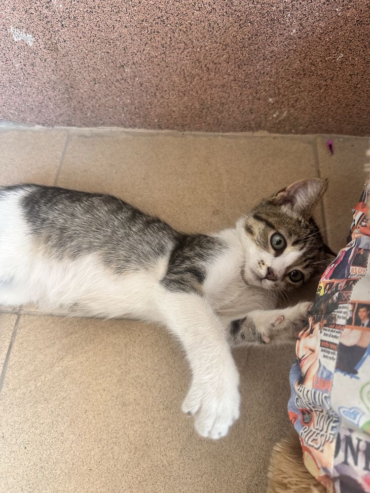 Малко котенце си търси дом