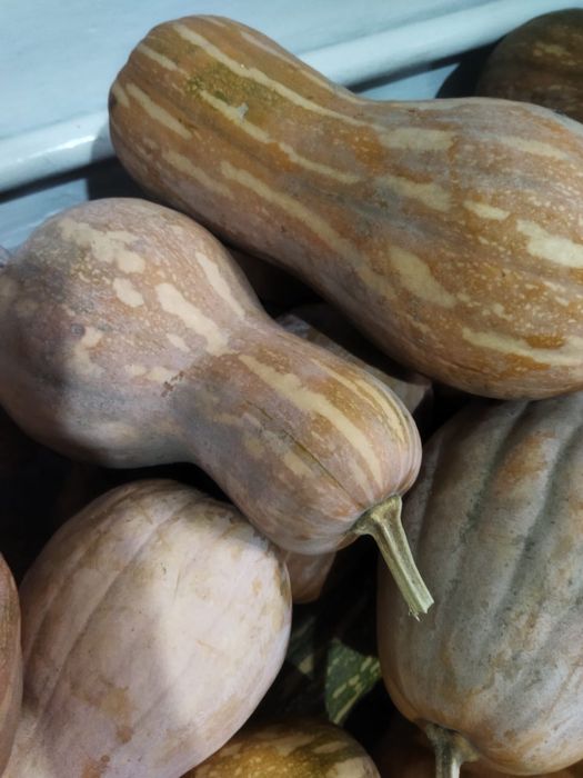 Продам мантную тыкву