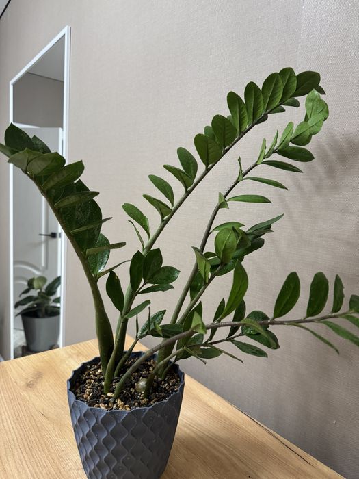 Продам комнотное растение замиакулькальс