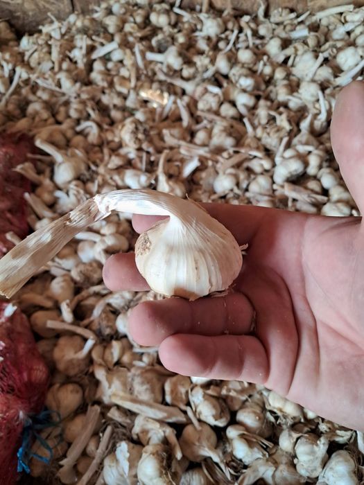 Usturoi BIO prășit manual