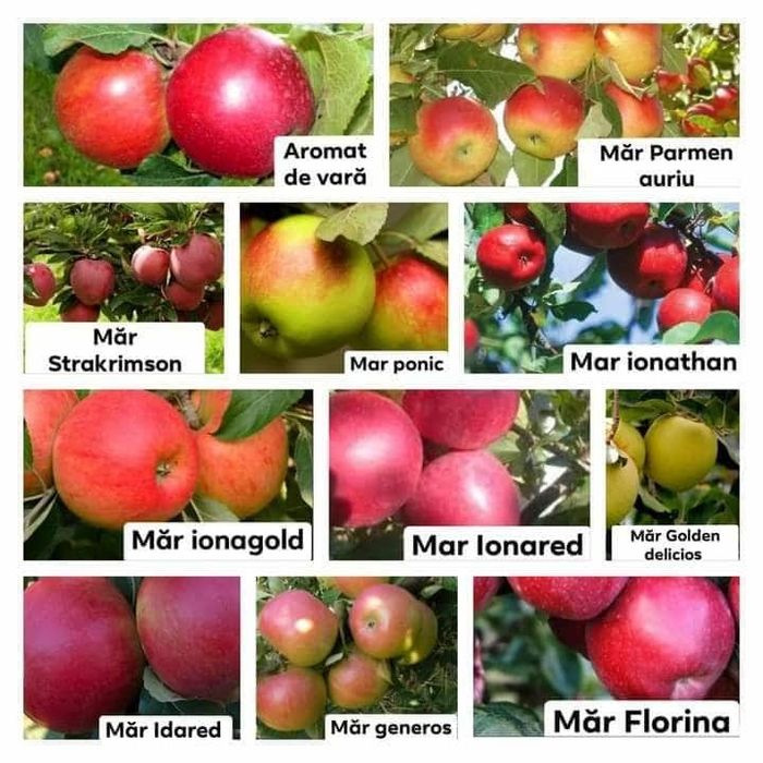 Vând Pomii Fructiferi Altoiți anul 2 si 3 direct de la PRODUCĂTOR
