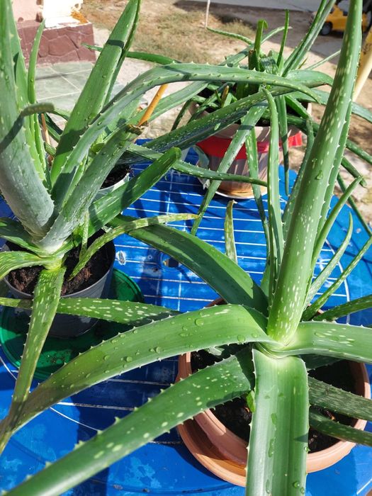 Алоэ лечебное 3-4-5 лет