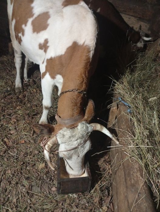 Vând vaci de cinci ani.