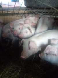 Продам три  свинки ландрас с прупнойбелой возраст два месяца