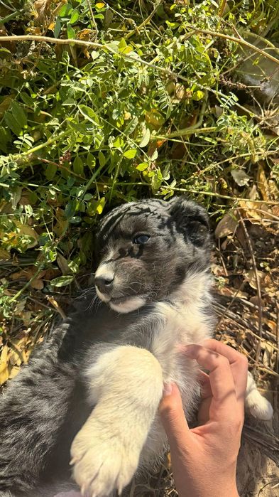 Тегін күшік беріледі