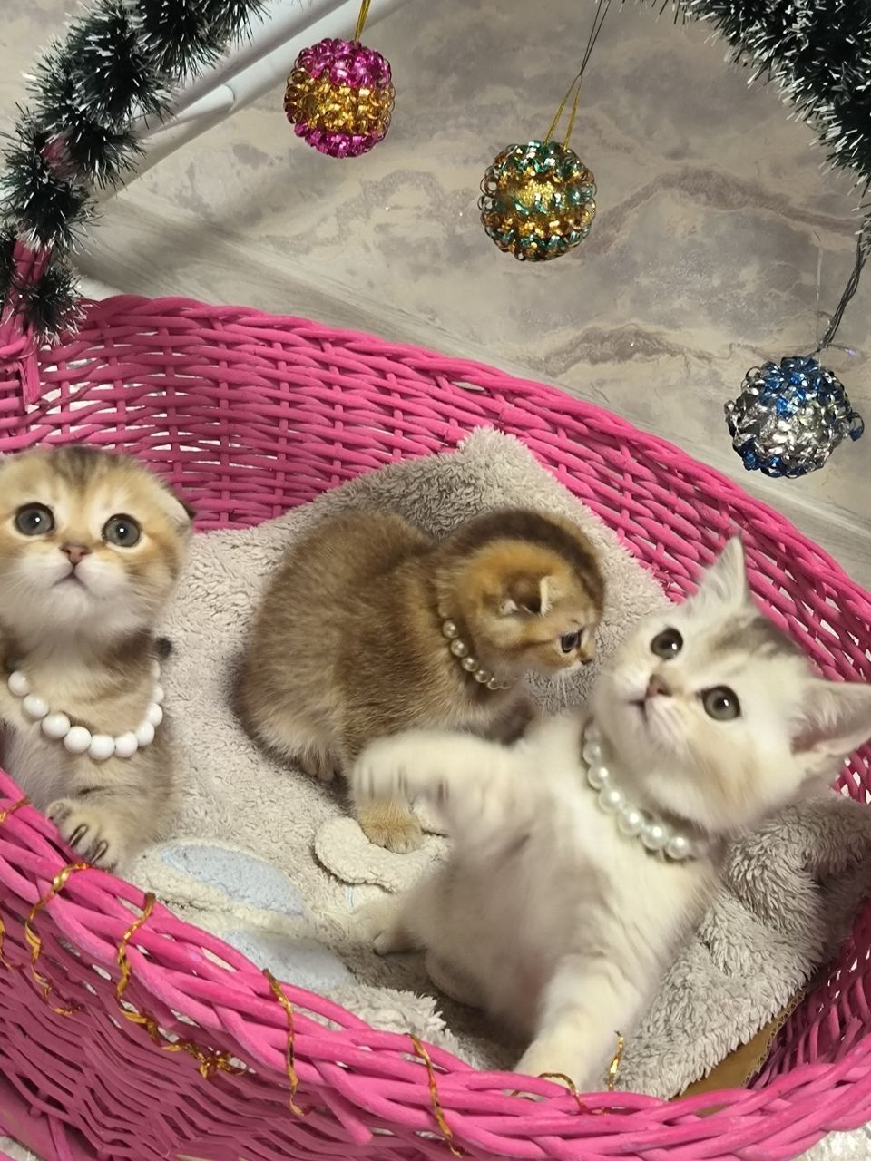 Чистокровные ширококосные котята