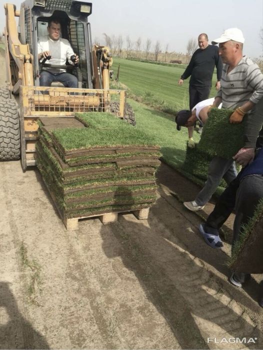 Табий рулоны газон