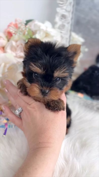 De vânzare Yorkshire Terrier Mini Toy – 8 săptămâni/ test parvoviroza