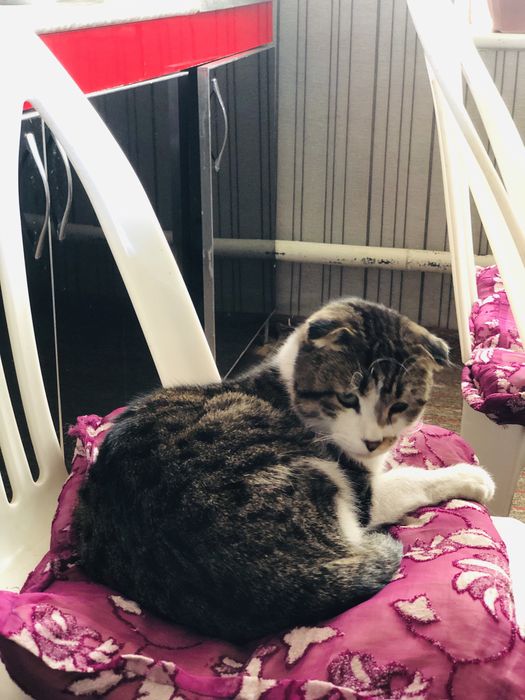 Очаровательный котёнок ждёт хозяев