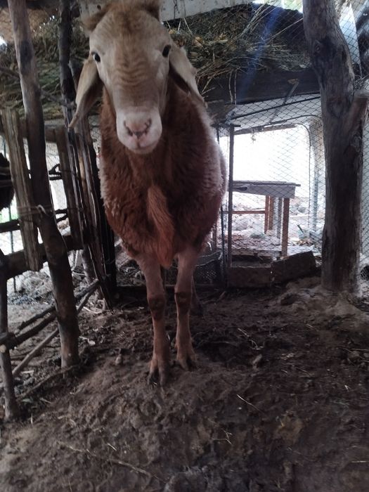 3 ta Qoʻchqor arashan