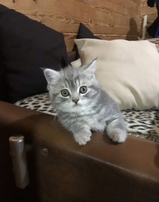 Шотландские Скоттиш Страйты