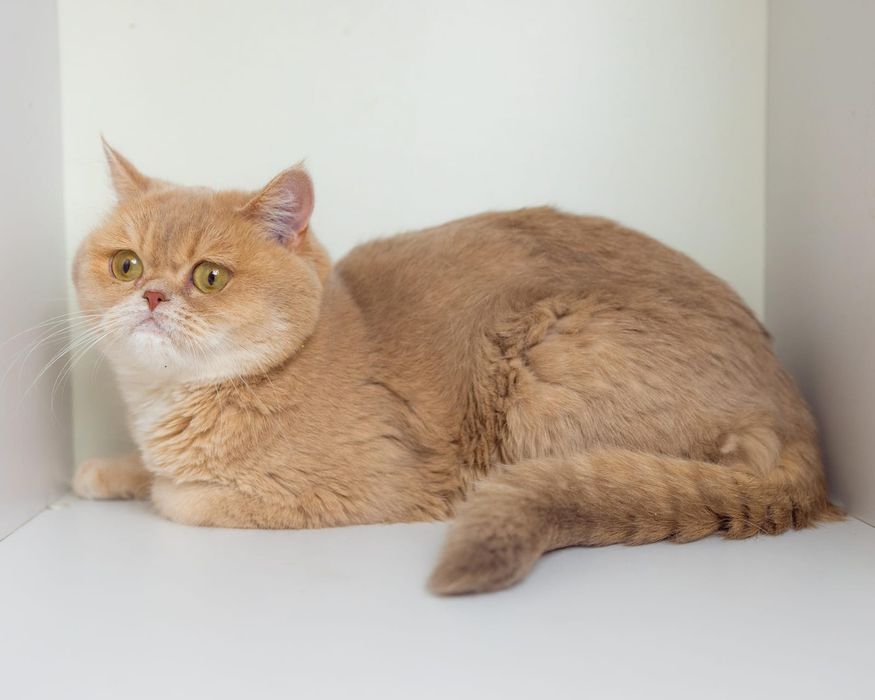 Золотая голубая шиншилла кошка, возраст 1,5 года