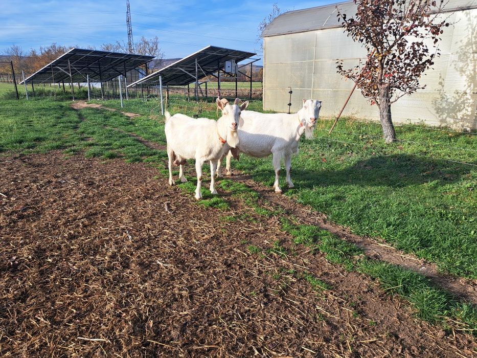 Vand doua capre foarte bune de lapte