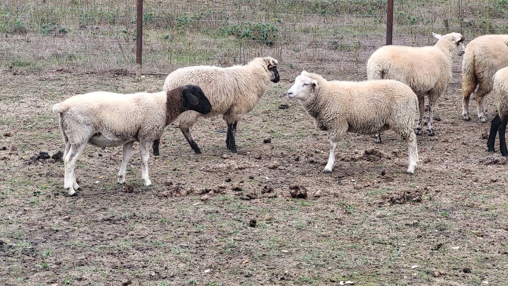 Berbecuț dorper si mieluta texel