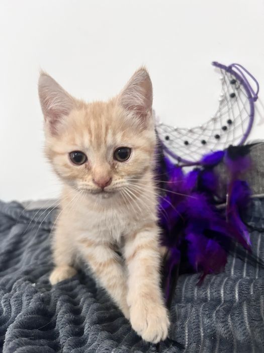 Котенок шотландский вислоухий и американский экзот помесь