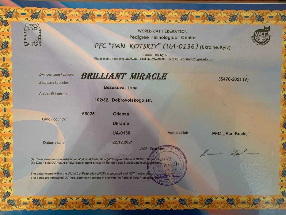 Pisica Femela Maine Coon cu pedigree (WCF AUTORIZATA) Livrare