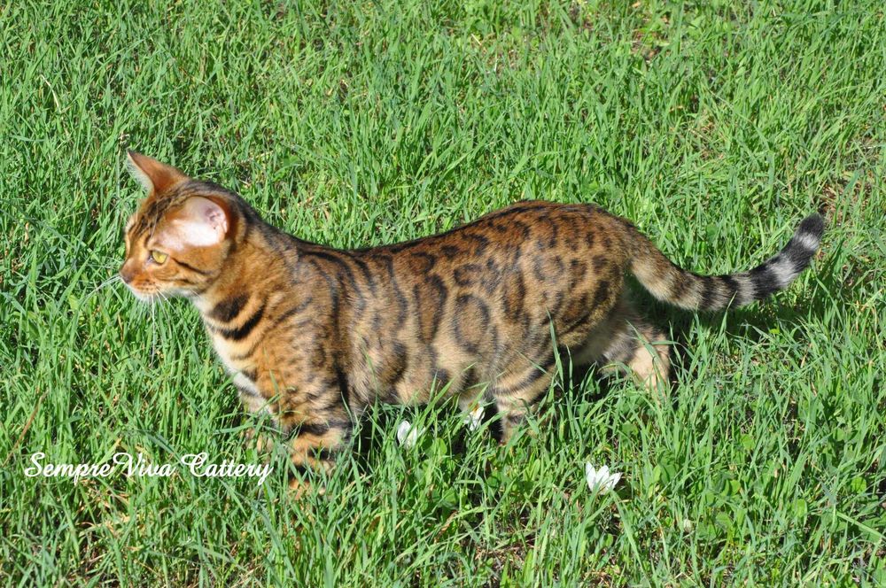 Бенгалско коте мъжко