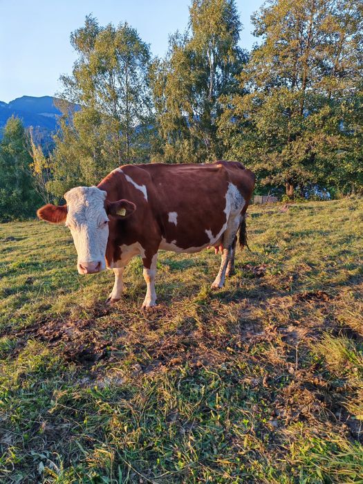 Vaca bălțată romaneasca de 10 ani