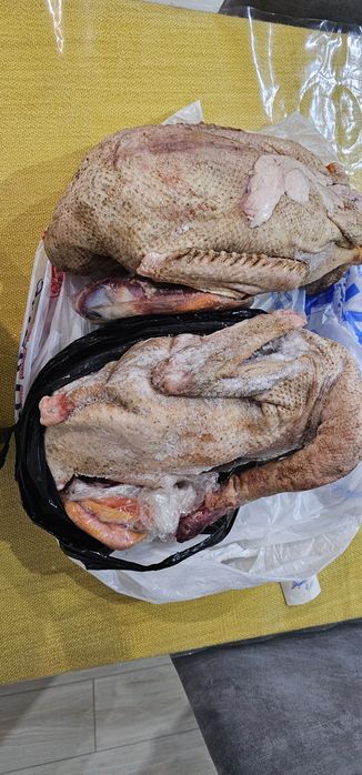 Продам домашних гусей