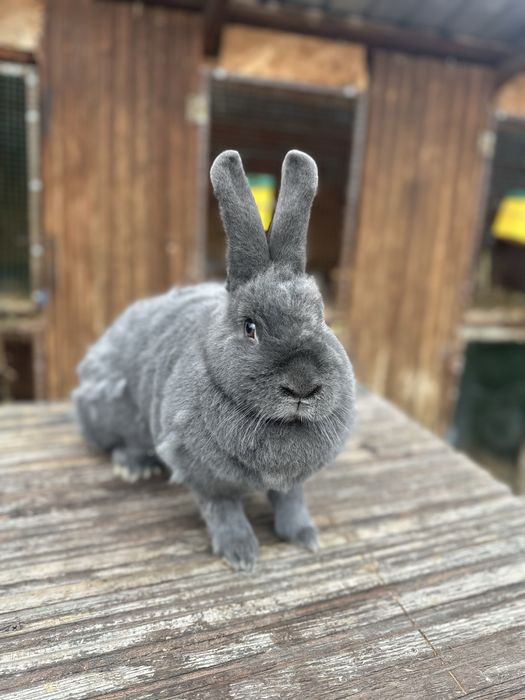 Iepuri albastru vienez