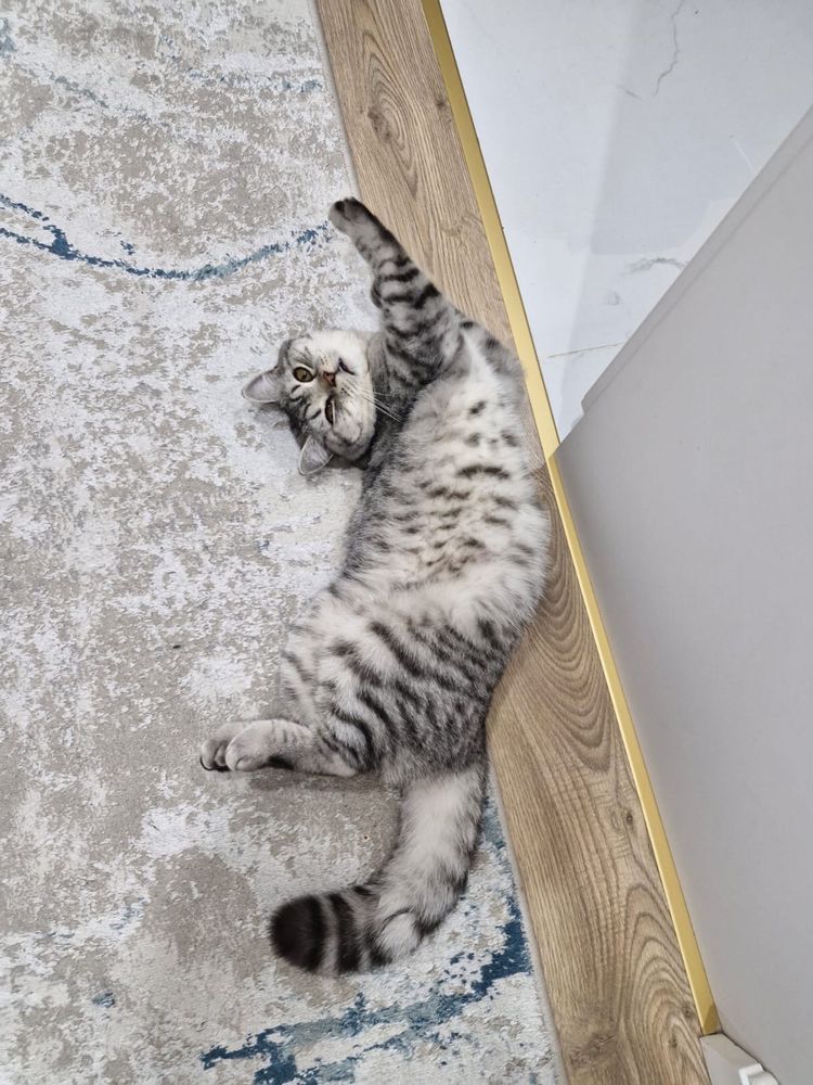 Продается котенок