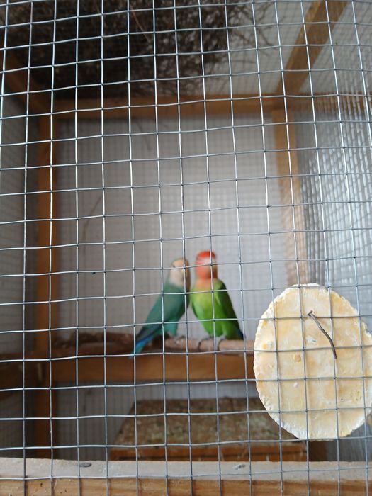 Neeazluchka soriladi 2 parayu 1 ta aloxida 400 ming parasi