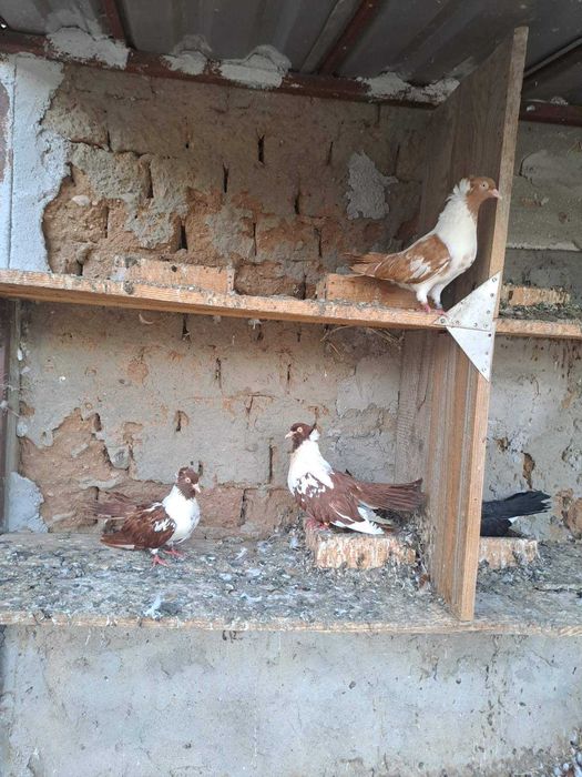 Гугутки и гълъби