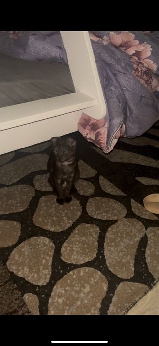 Слишком ласковая кошечка,