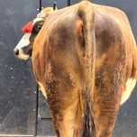 Vaca bruna 5 ani trebuie sa fete 2 3 săptămâni