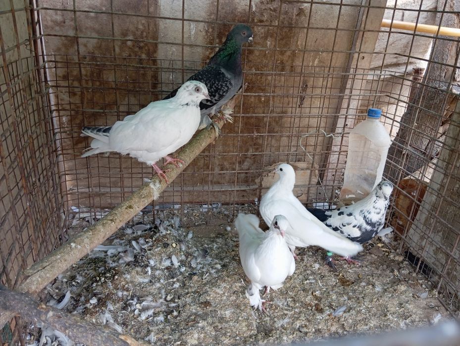 Sotiladi Toshkent shahar Bektemir tumani xamas uchib oʻynid srochn 5