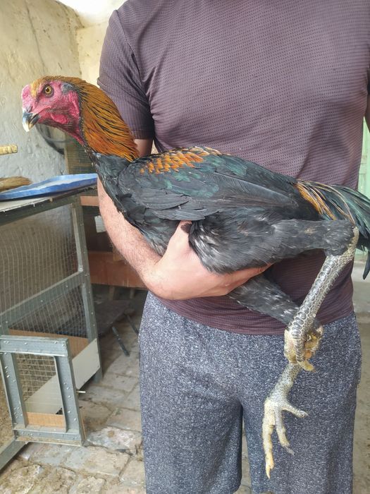 Ganoy xuroz sotiladi toza narsa