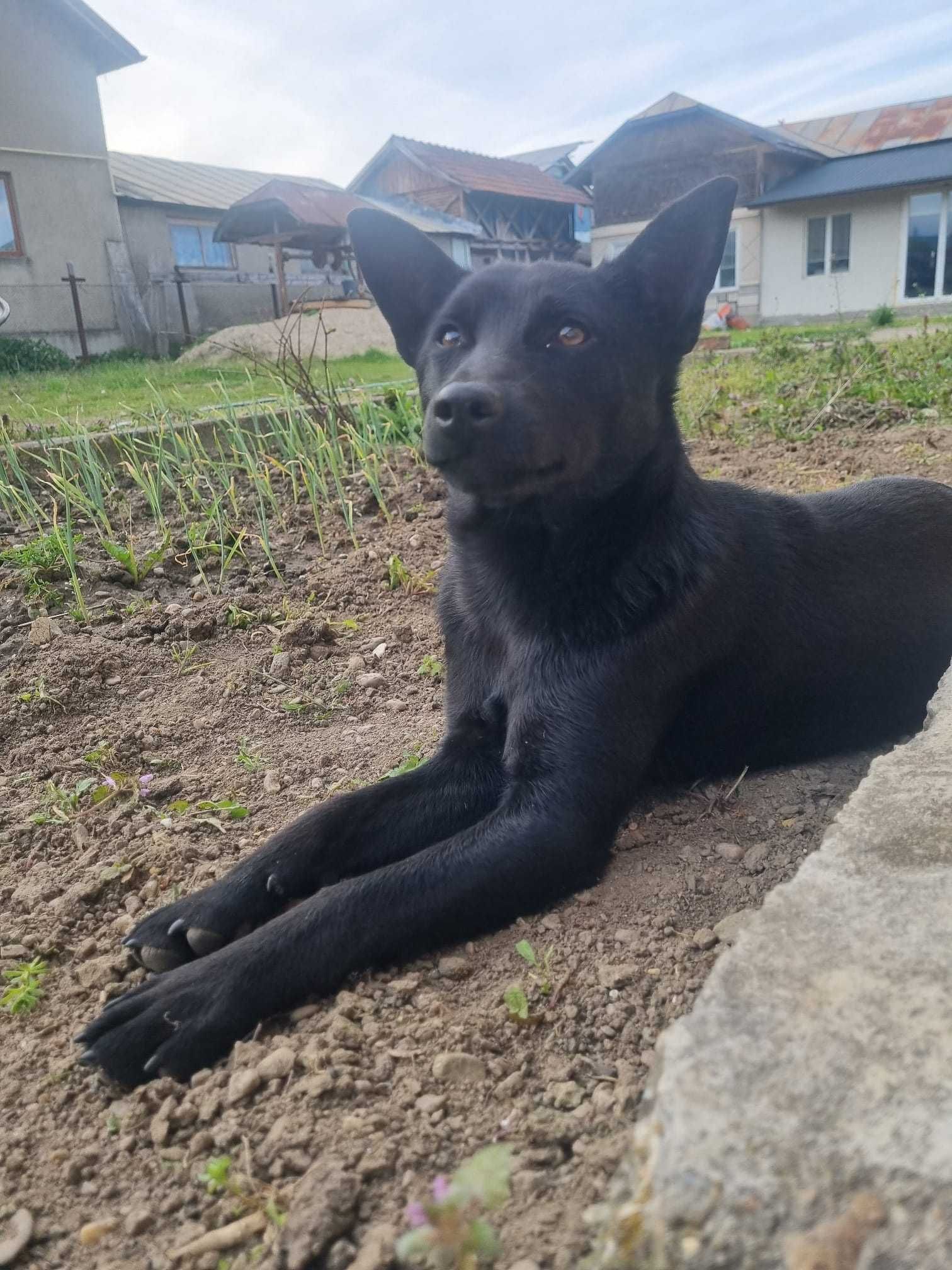 Catelus De talie Mica !Ajutor! Viata lui e in pericol pe strazi...