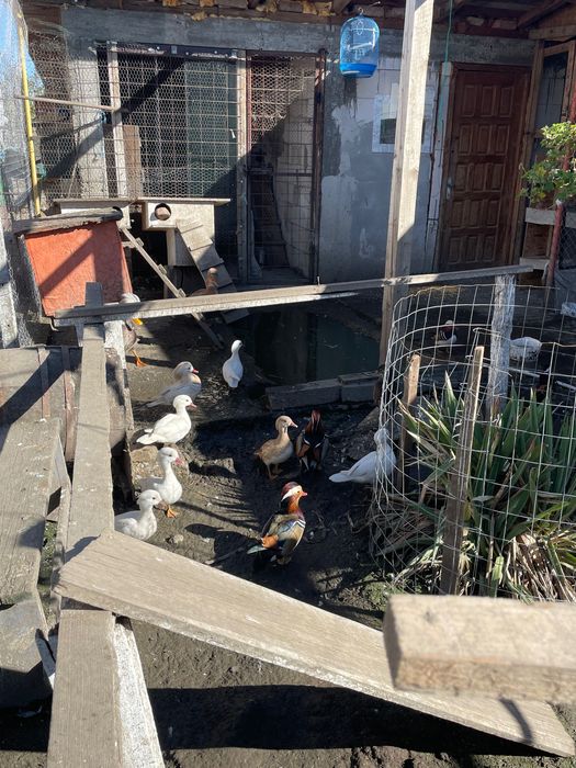 Rațe mandarine 2025