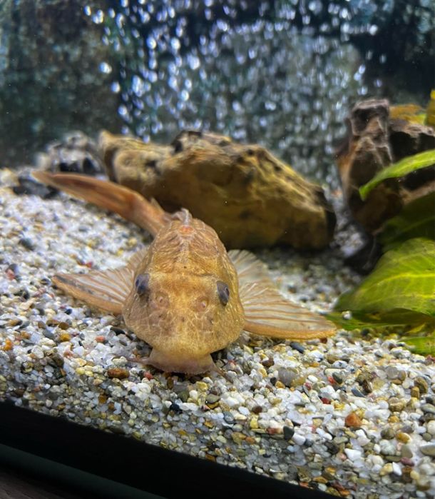 Анцитрус албинос 25см